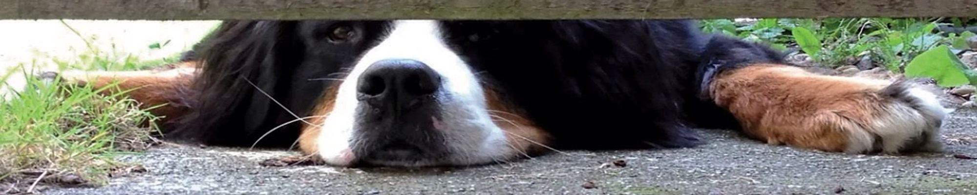 Weatherby Walter Wharton watching; a cute Bernese mountain dog laying on the ground and peering from under a wooden fence gate at the world outside his yard