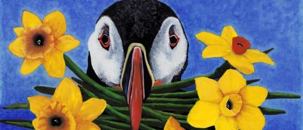 Maximus Puffin with a beak full of daffodils instead of fish (original watercolor by Steve)