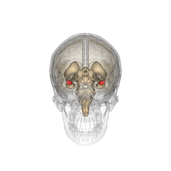 3D rotating gif (like a skull and brain x-ray) of the two amygdala within the human brain